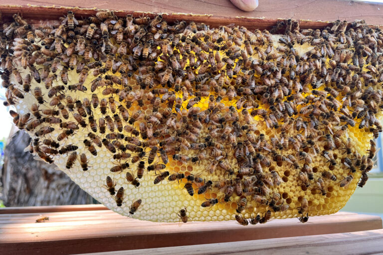 Top Bar Beekeeping